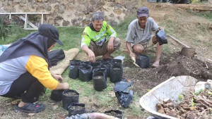 Fakultas Pertanian dan Bisnis UKSW Latih Produksi Hulu Hilir Kimpul di Desa Cukilan