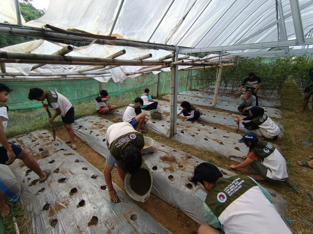 KKN UKSW Dorong Pertanian Berkelanjutan, Mahasiswa Olah Limbah Biogas Jadi Pupuk Organik